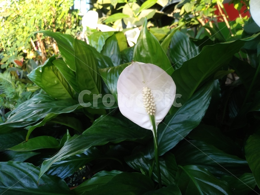 plant,식물,blossom,꽃,flower,식물,자연,plants,nature
