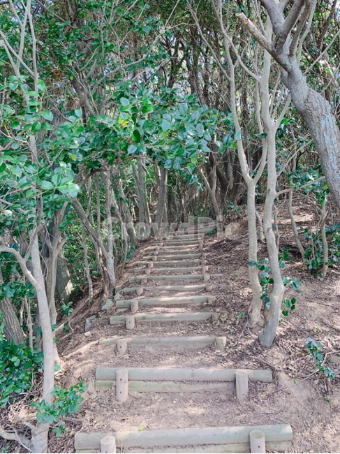 등산,산책,나무,길,숲속,road,tree,forest,mountain