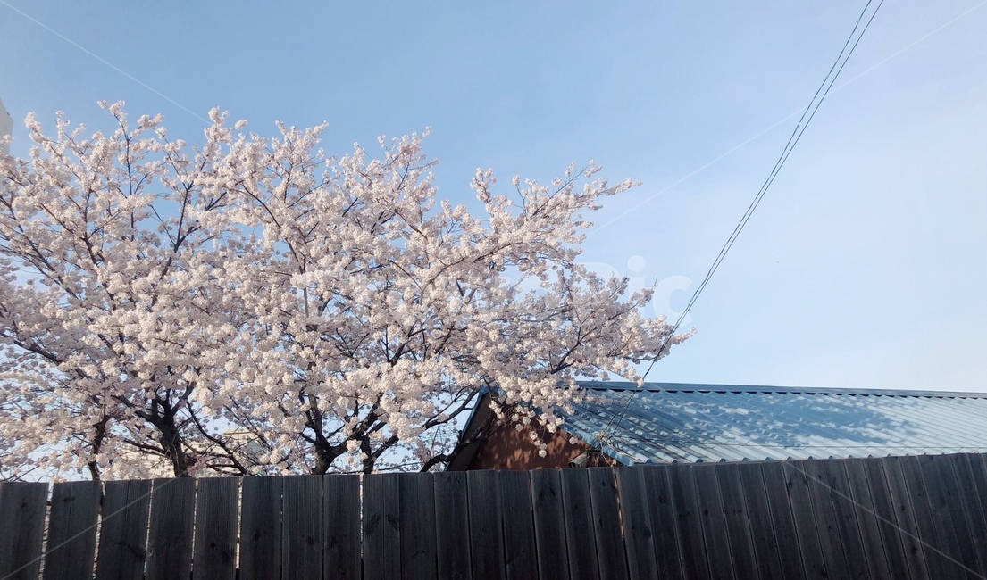 벚꽃,집,지붕,하늘,봄,봄,계절,spring,season,plant,식물