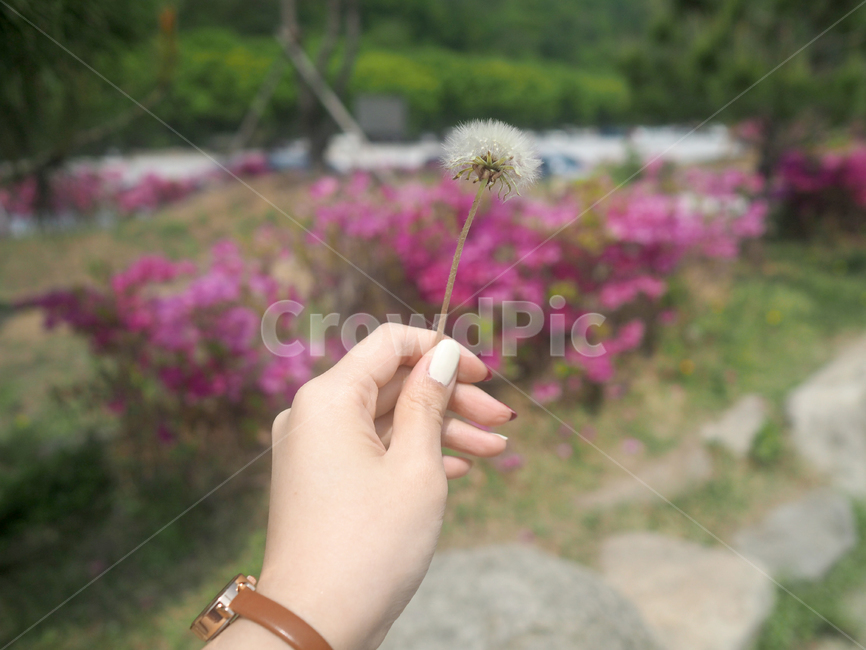 민들레,민들레홀씨,손,자연,꽃,식물,사람,인간,plant,person,human