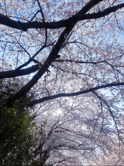 plant,식물,tree,나무,나무줄기,treetrunk,꽃,봄,봄,계절,spring,season