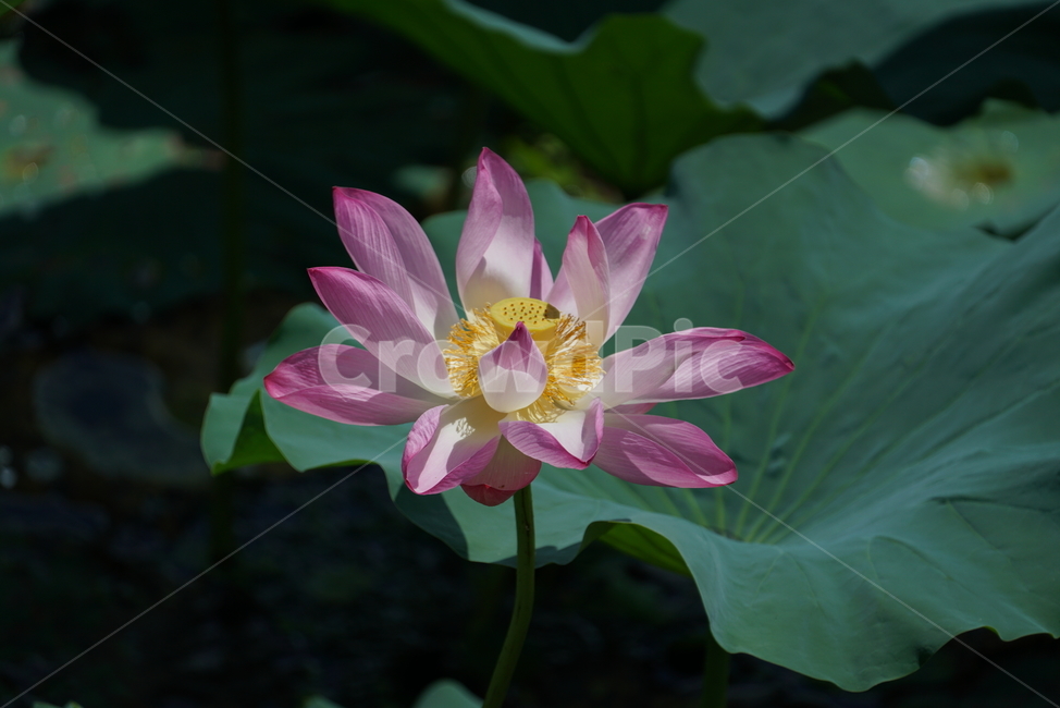 연꽃,수련과,연속,수생식물,불교,연,lotus,뿌리식물,식물,식물,자연,plants,nature,꽃,flower