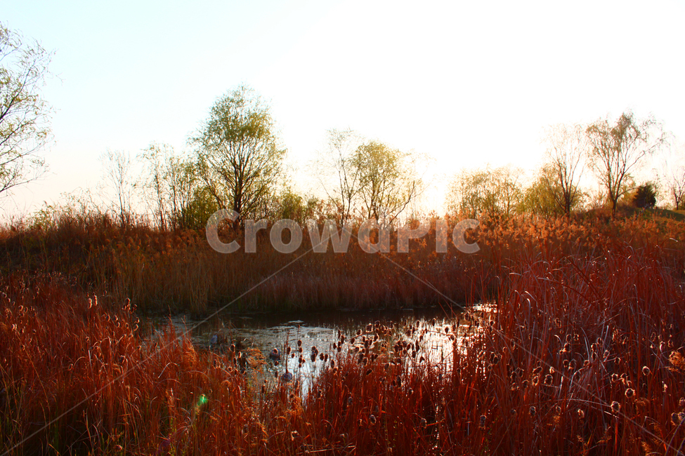 햇살,평안,풍경,갈대,연못,자연,풍경,nature,landscape,land,땅,outdoors,옥외,water,물,swamp,늪,marsh,습지,bog,변소