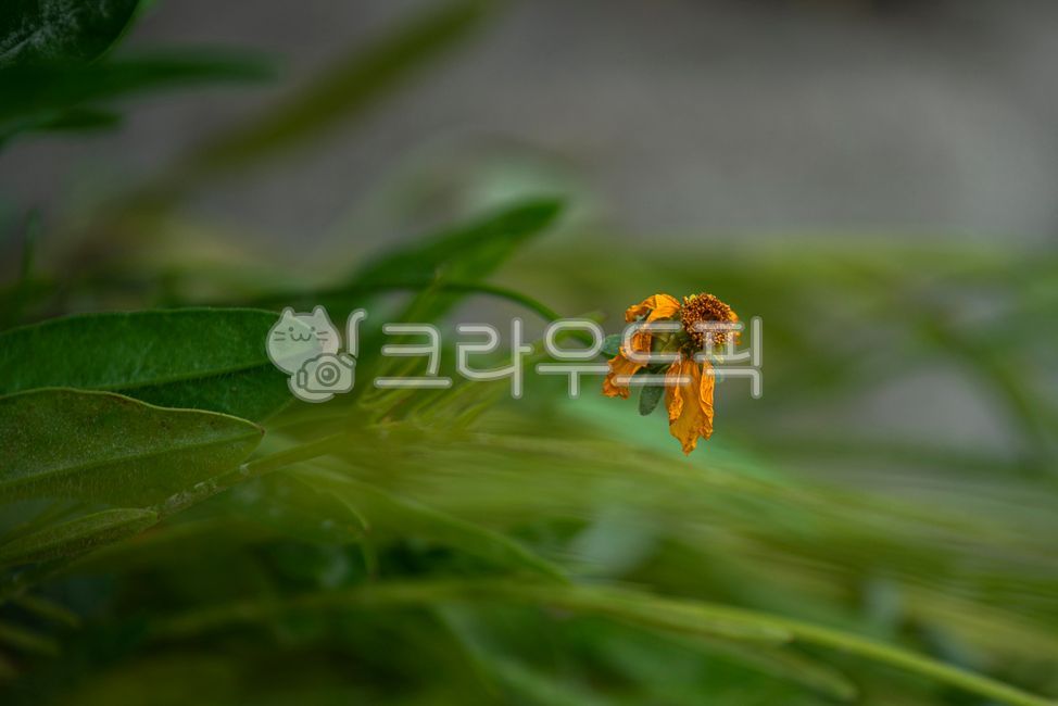 petal,falling flower,golden pheasant soup,dried flowers,flower