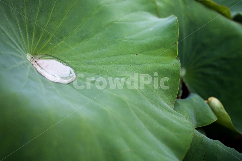 연꽃,연잎,식물,꽃,비온뒤,꽃잎,식물,자연,plants,nature
