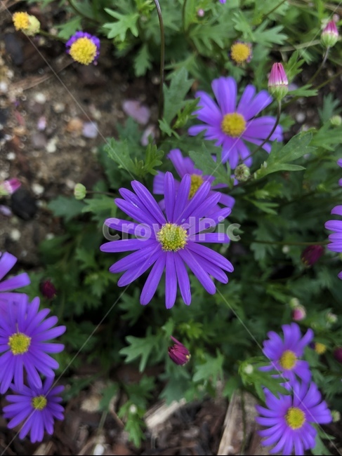 꽃,식물,봄꽃,블루데이지,보라색,자주색,식물,자연,plants,nature,꽃,flower