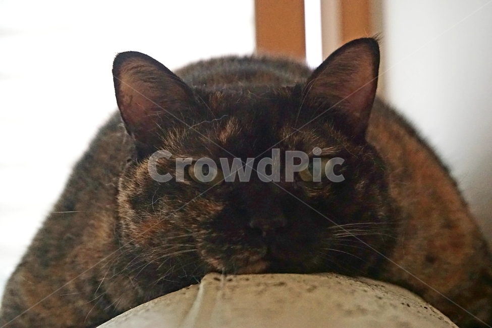 동물,고양이,냐옹이,코리안숏헤어,코숏,동물,animal,포유류,mammal,고양이,cat,kitten,kitty