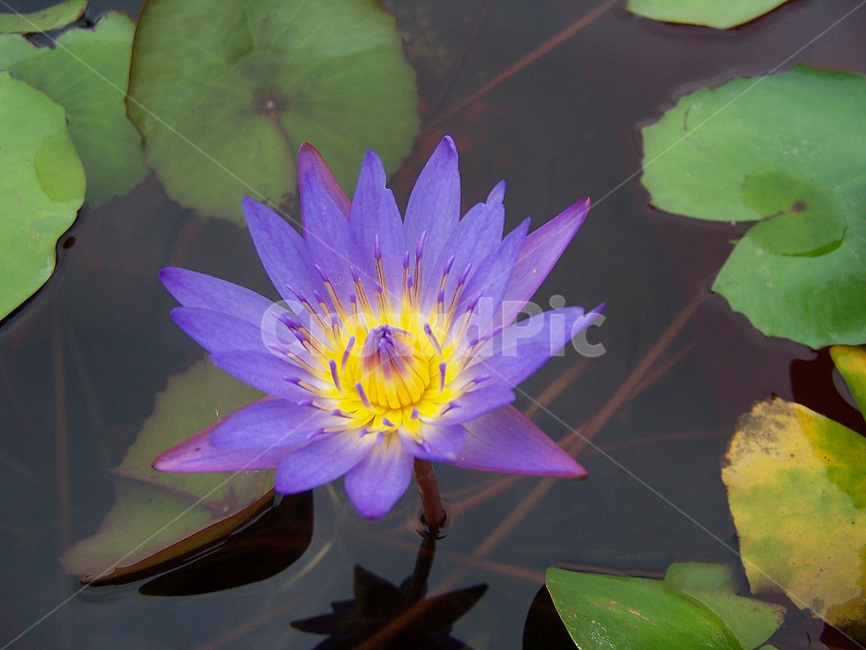 식물,꽃,수연,수상식물,plant,flower,식물,자연,plants,nature,꽃,flower