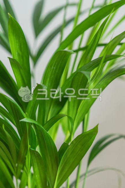 pot,green plants,indoor landscaping,air purification,indoor air purifying plants,Areca palm,indoor plants
