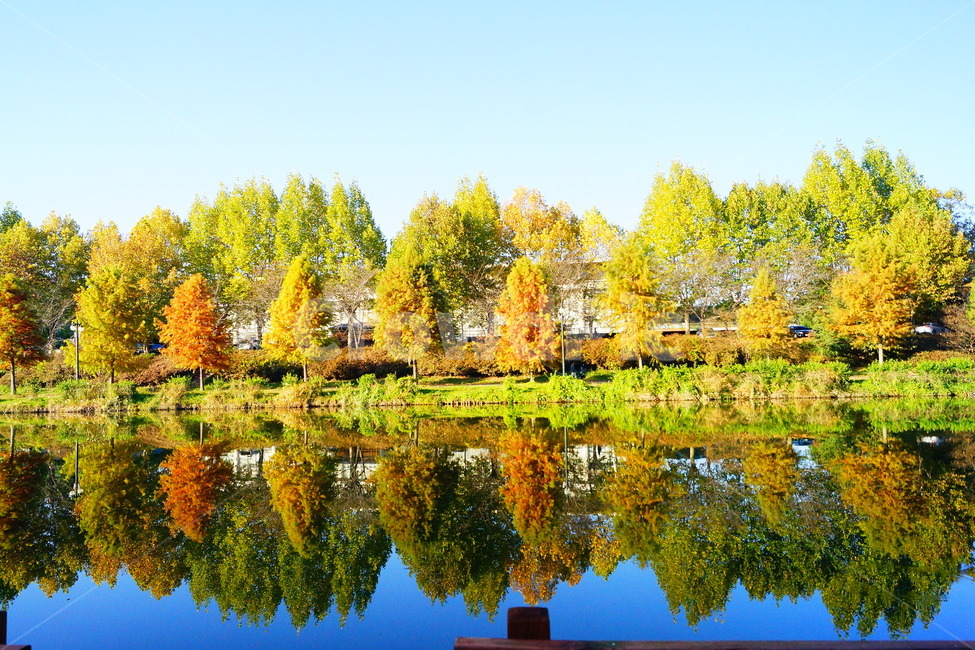 담양,광주근교,메타세콰이어,가로수,강변,가로수길,가을,계절,fall,autumn,season,자연,풍경,nature,landscape,한국자연풍경,한국자연경관,korea nature landscape,plant,식물,tree,나무,water,물,outdoors,옥외