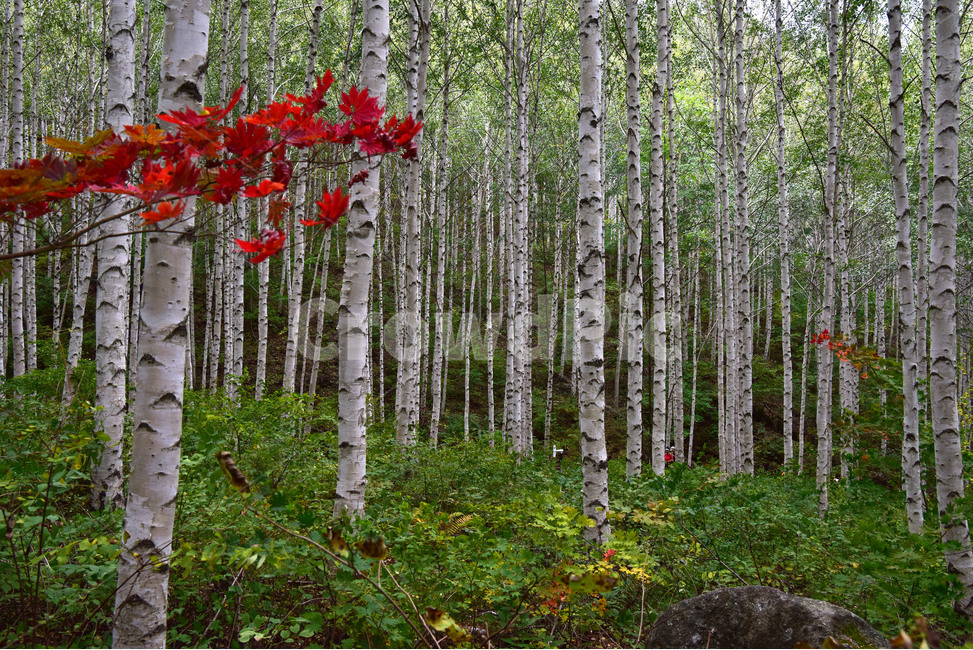 자작나무,나무,brich,brichforest,자연,풍경,식물,자연,plants,nature,나무,trees,wood
