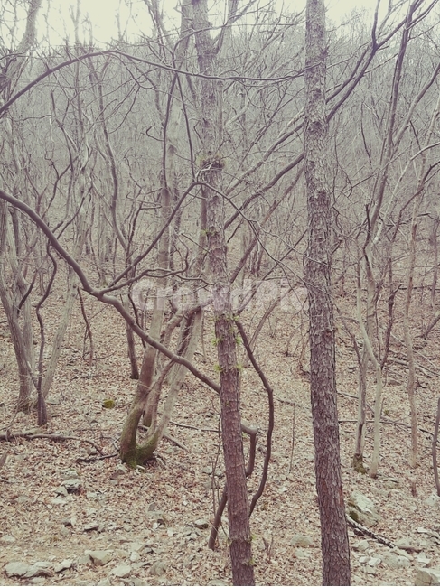 겨울산,나무,산속,겨울,앙상한나무,자연,풍경,nature,landscape,tree,plant,식물