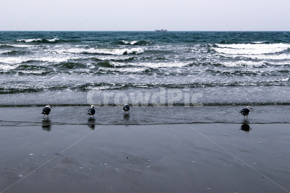 바다,갈매기,하늘,해변,파도,해안,자연,풍경,nature,landscape,해변,바다,beach,sea,동물,animal,조류,새,birds,outdoors,옥외,ocean,대양,water,물,bird,sea waves