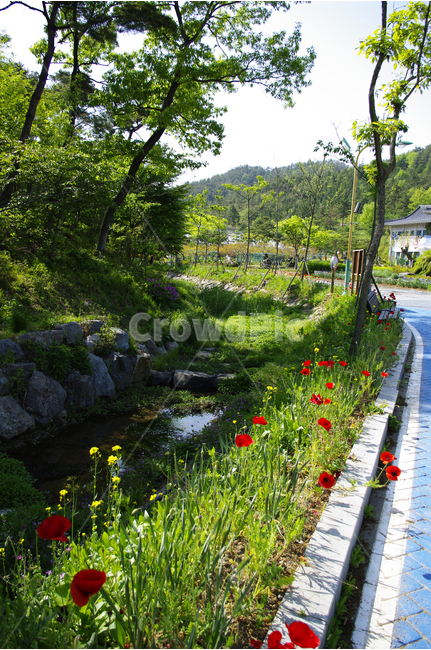양귀비,꽃,길,길가,나무,수목원,자연,식물,자연,풍경,nature,landscape,outdoors,옥외