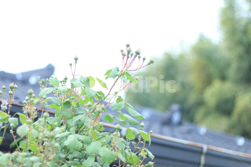 여름,꽃,장미,애증,여왕,식물,자연,plants,nature,꽃,flower