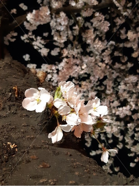 벚꽃,봄,봄꽃,꽃,flower,spring,꽃과하늘,자연,싱그러움,아름다움