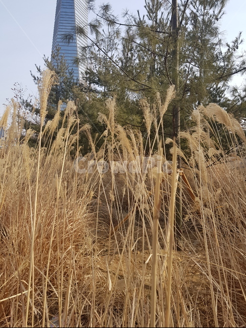 갈대,숲,공원,빌딩,풍경,자연풍경,하늘사진,바다풍경,도시풍경,풍경사진,감성사진,일상풍경,하늘감성,바다감성,구름사진,노을사진,푸른하늘,바다뷰,도시스냅,건물사진,건축사진,풍경스타그램,감성스타그램,사진기록,여행감성,힐링풍경,자연사진,풍경기록,일상사진,하늘구름,도시감성,바다하늘,뷰맛집,감성풍경,식물,자연,plants,nature