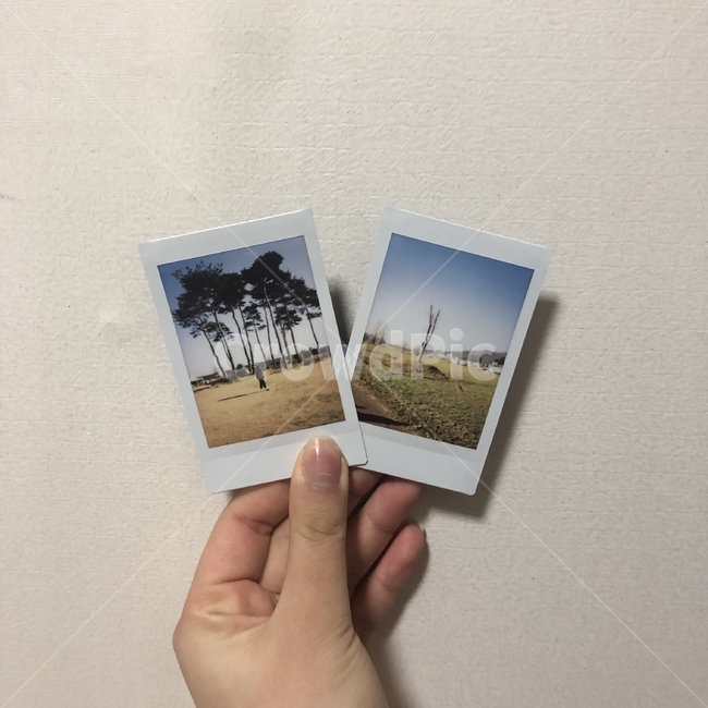 손,폴라로이드사진,풍경,나무,색감,tree,hand,picture,사진작가,포토그래퍼,photographer
