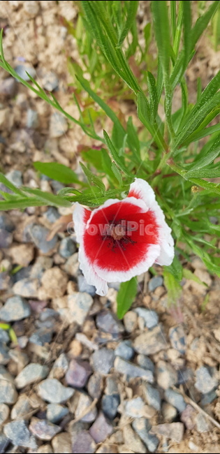 감성,꽃,붉은꽃,여름꽃,꽃한송이,식물,자연,plants,nature,꽃,flower