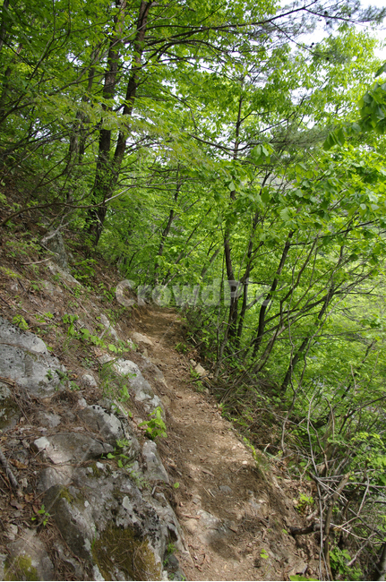 산길,길,숲,나무,풍경,식물,초록,자연,풍경,nature,landscape,ground,바닥,road,도로,gravel,자갈,dirt road,흙길,path,통로