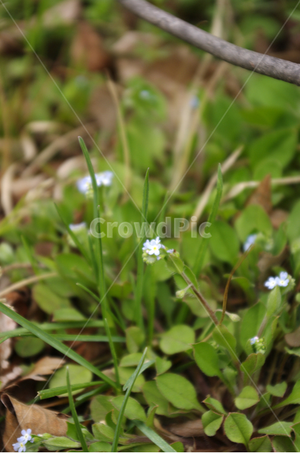 봄,spring,계절,꽃,flower,식물,plant,자연,nature,식물,자연,plants,nature,꽃,flower