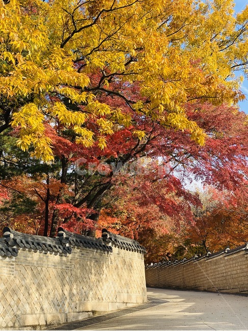 tree,나무,plant,식물,단풍,leaf,잎,maple,창덕궁후원,돌담,청덕궁,가을,계절,fall,autumn,season