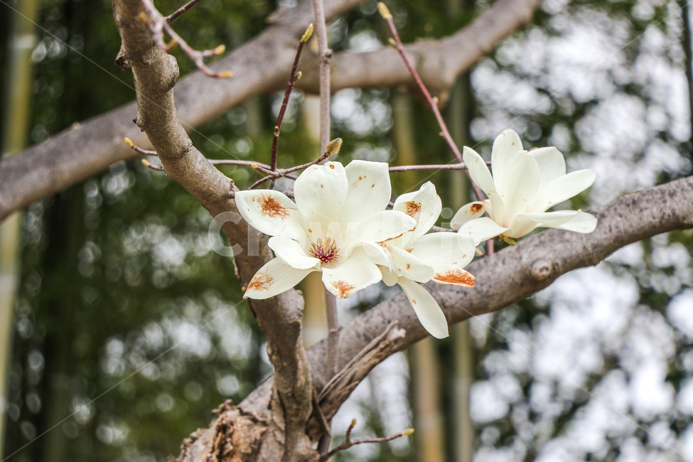 목련,꽃,flower,식물,자연,식물,자연,plants,nature,꽃,flower
