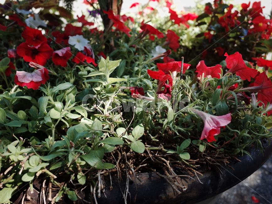 자연,plant,식물,flower,blossom,꽃,geranium,식물,자연,plants,nature