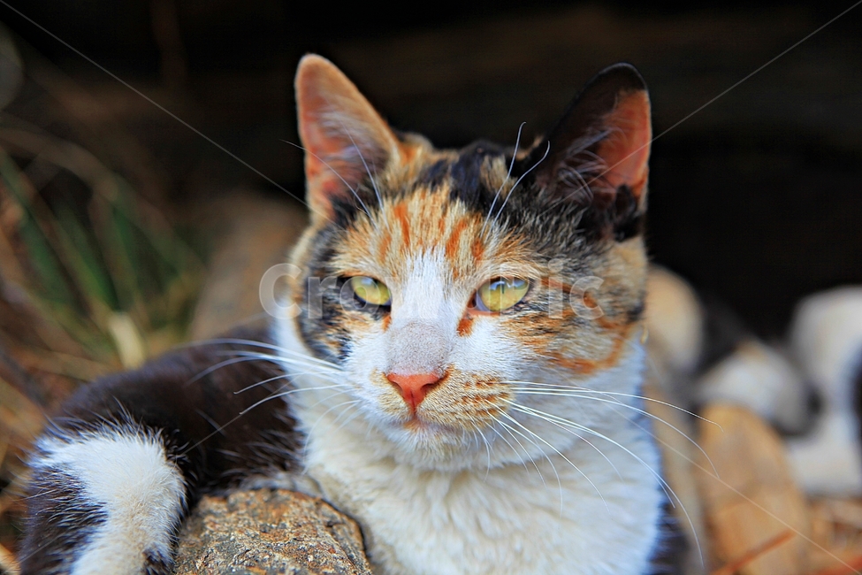 고양이,반려동물,동물,배경,자연,번식,동물,animal,포유류,mammal,고양이,cat,kitten,kitty