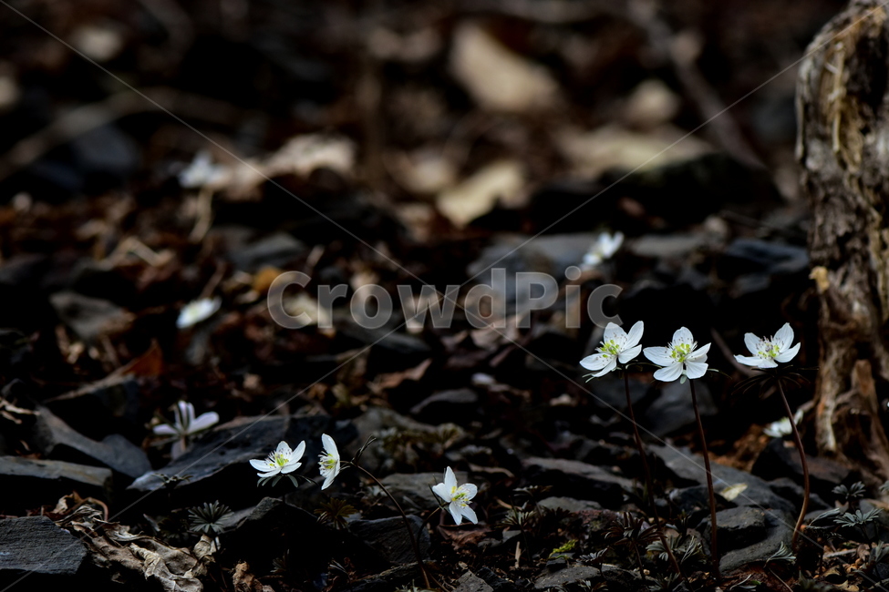 변산바람꽃,야생화,봄,꽃,흰색,자연,식물,식생,봄의전령사,풀꽃,미나리아재비과,plants,nature,spring,season,flower,식물,자연,plants,nature,꽃,flower