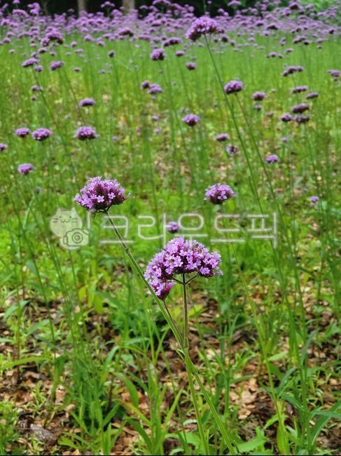 꽃,여름,분홍꽃,여름꽃,식물,마편초,버들마편초