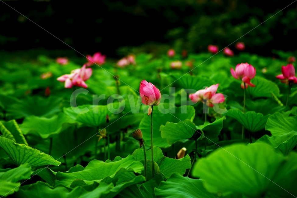 연꽃,연잎,식물,자연,꽃,식물,자연,plants,nature,꽃,flower