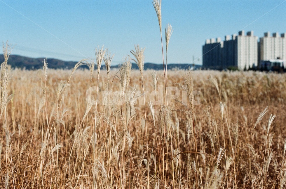 갈대,억새,픙경,가을,필름,필름사진,필름카메라,reeds,landscape,film,silvergrass,autumn,fall,filmcamera,필카,가을,계절,fall,autumn,season,plant,식물,food,음식,vegetable,야채,grain,곡물