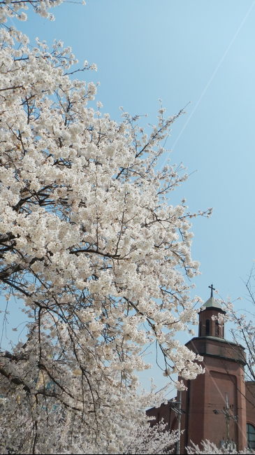 공원,성당,벚꽃,봄,산책,감성,풍경,휴식,힐링,취미,오전,봄,계절,spring,season,plant,식물