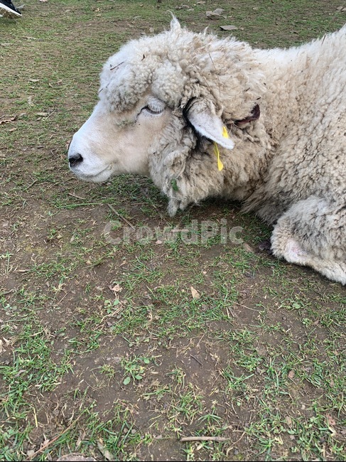 양,양떼목장,자는양,눈감은양,sheep,봄,식곤증,나른함,동물,animal,포유류,mammal