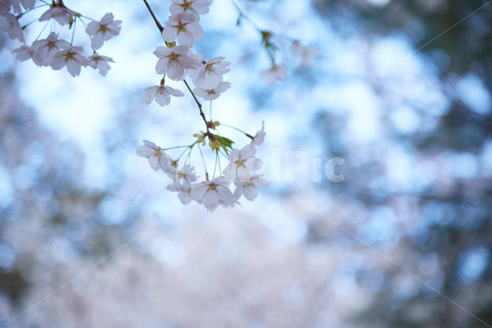 벚꽃,꽃,봄,꽃놀이,나무,봄,계절,spring,season,꽃,flower,plant,식물,blossom