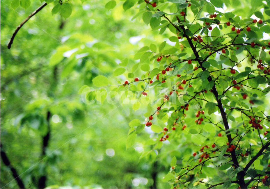 북한산,인수봉,산,도시,열매,나무,저녁노을
