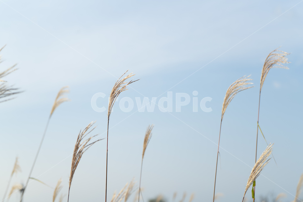 억새,억새풀,풀,갈대,하늘,구름,감성,들판,오후,파란,가을,계절,fall,autumn,season,grass,잔디,plant,식물,lawn