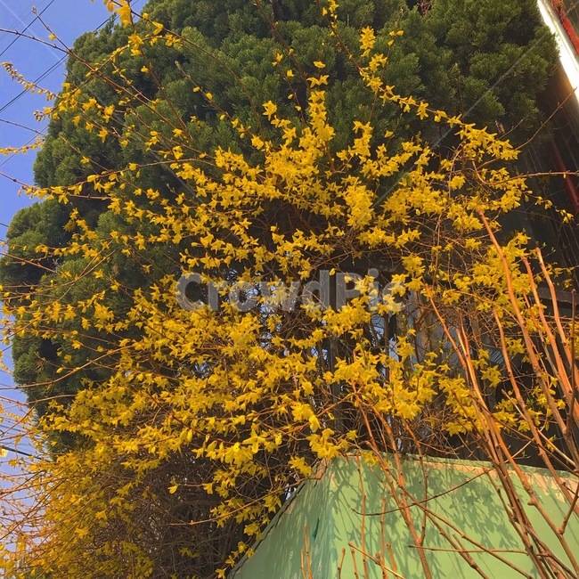 개나리,꽃,감성,노랑,노란색,예쁜,봄