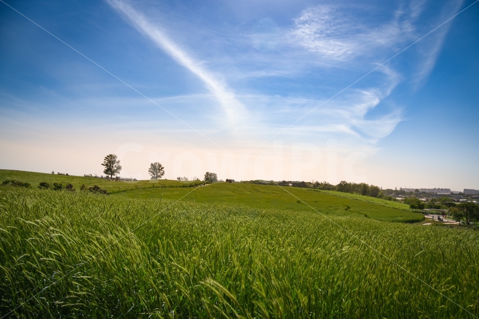하늘,여행,국내여행,호밀밭,구름,자연,풍경,nature,landscape,outdoors,옥외,grassland,목초지,field,들,grass,잔디,plant,식물,farm,농장,rural,농촌