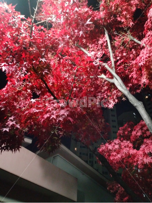 밤,단풍,나무,가을,계절,나뭇가지,나뭇잎,불빛,붉은색,red,tree,autumn,season,night,plant,식물,maple,leaf,잎,가을,계절,fall,autumn,season
