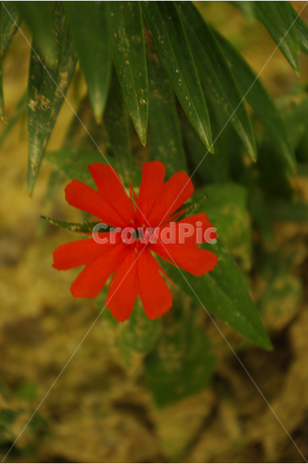 동자꽃,꽃,식물,flower,color,nature,자연,꽃밭,식물,자연,plants,nature,꽃,flower