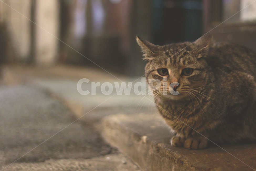 애완동물,동물,고양이,길냥이,길거리,동물,animal,포유류,mammal,고양이,cat,kitten,kitty