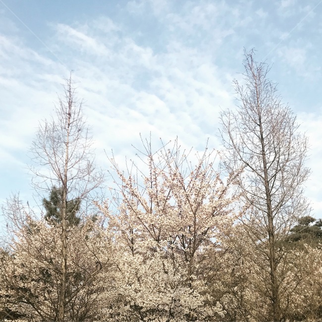 봄,나무,하늘,구름,봄사진,예쁜사진,아름다움,분위기좋은사진,정적인사진,식물,자연,plants,nature,나무,trees,wood