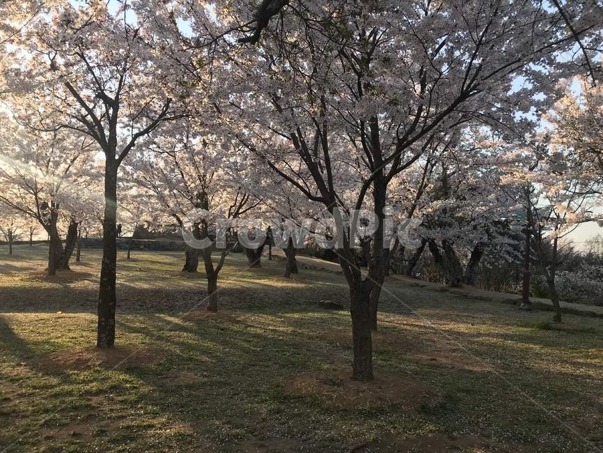 벚꽃,나무,풍경,꽃놀이,햇빛,나무사이비치는햇빛,봄,계절,spring,season,자연,풍경,nature,landscape,plant,식물