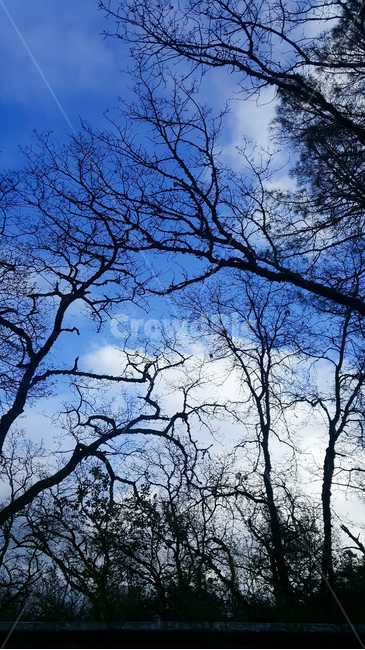 plant,식물,tree,나무,자연,nature,하늘