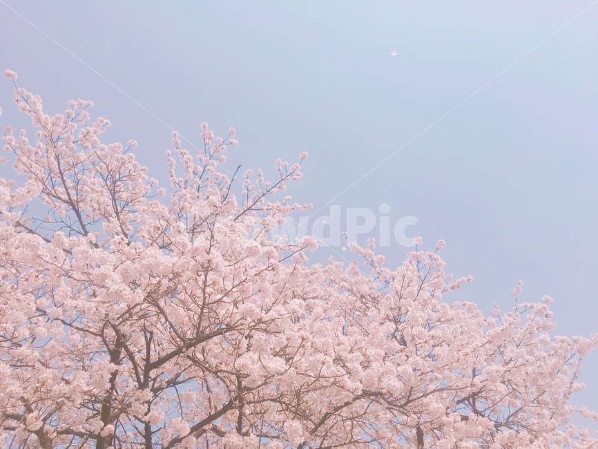 plant,식물,flower,꽃,blossom,cherryblossom,spring,봄,계절,spring,season