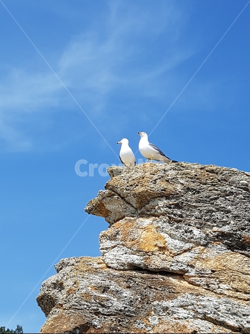 갈매기,commongull,채셕강,하늘,조류,동물,animal,조류,새,birds