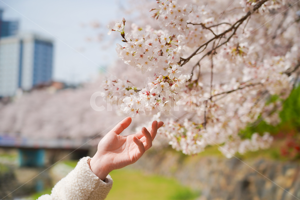 벚꽃,봄꽃,꽃,손,사람,신체일부,계절,자연,식물,사쿠라,감성,flower,nature,cherryblossom,봄,계절,spring,season,식물,자연,plants,nature,꽃,flower,감성,sensible,feeling