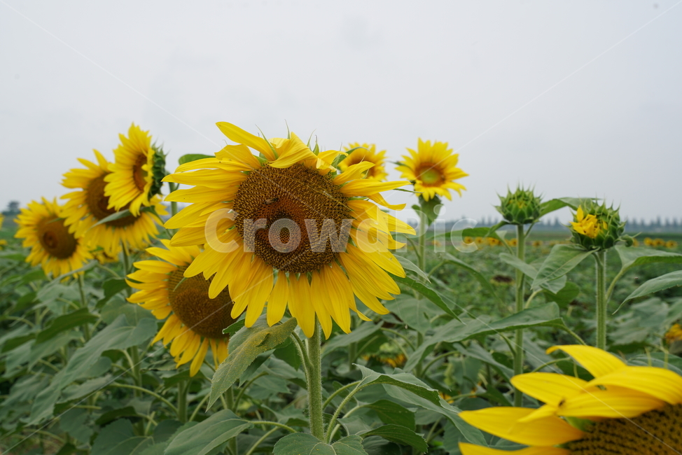해바라기,식물,해바라기꽃,국화과,sunflower,두상화,규화,항일화